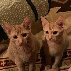 Meet your Posher, Mickey